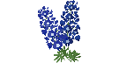 Bluebonnet's